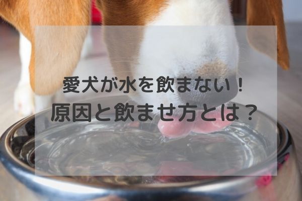 【獣医師監修】愛犬が水を飲まない本当の理由！気になる原因と解決法は？